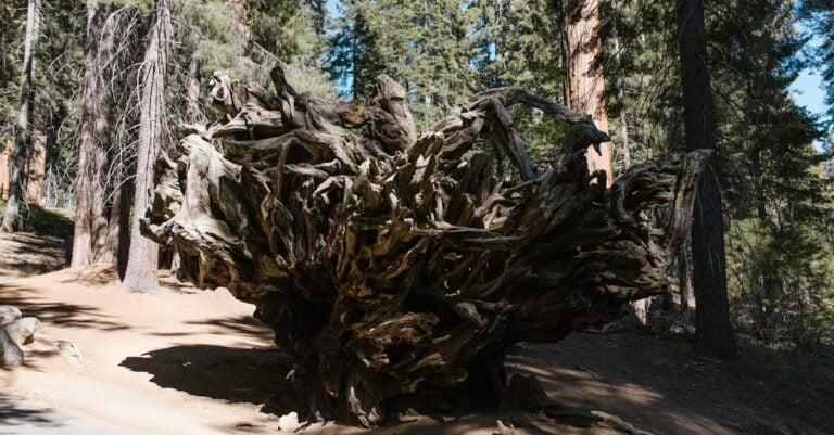 4 Best Root Stimulator for Transplanting Trees That Prevent Shock