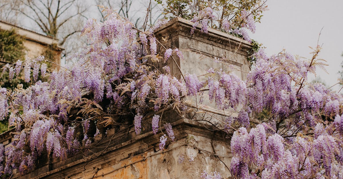 a captivating view of purple wisteria flowers cascading over an aged stone wall in spring