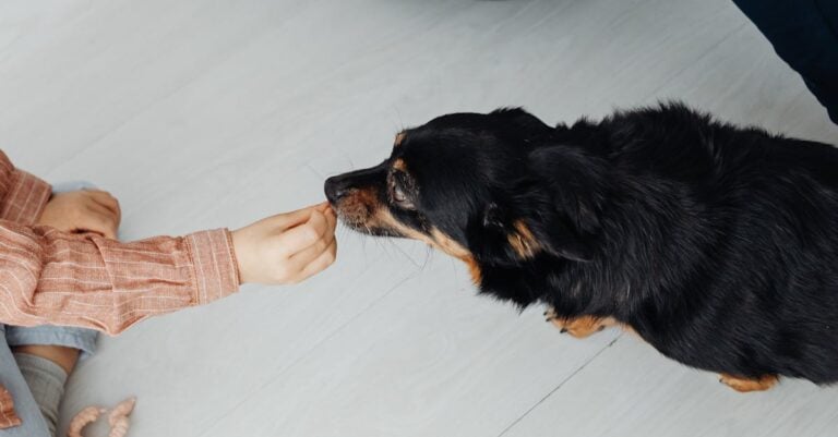 7 Best Automatic Pet Feeders for Timed Feeding That Never Miss a Meal