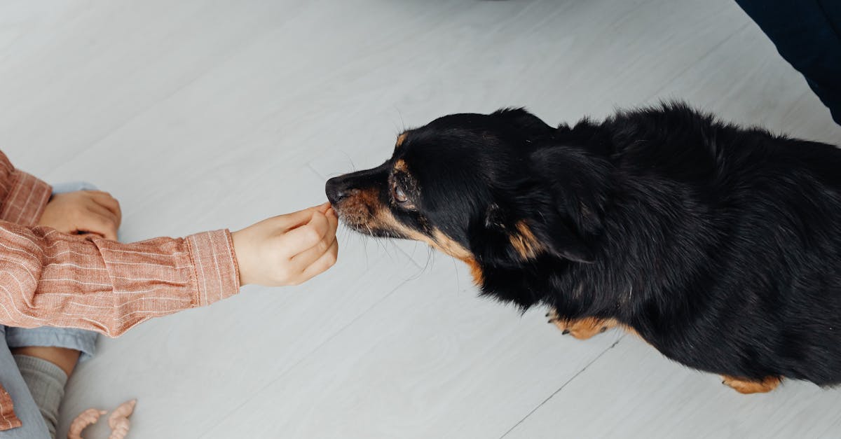 a child extends a hand to feed a black dog capturing a moment of trust and companionship