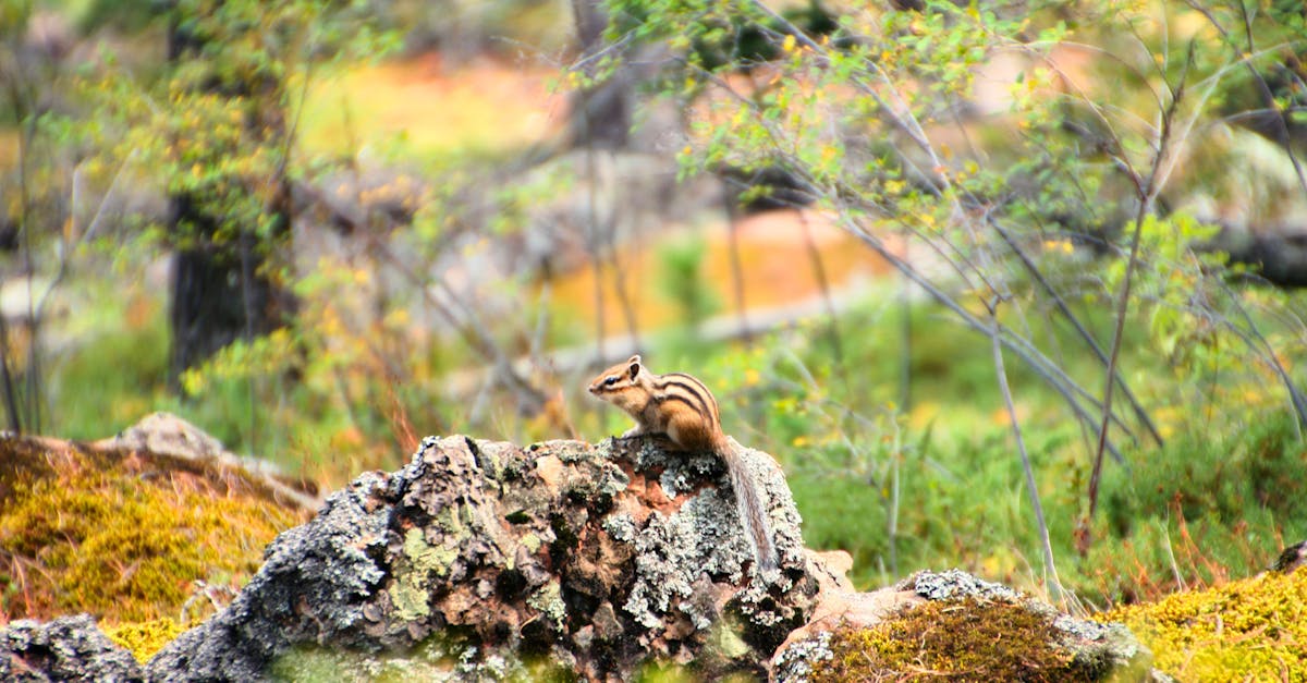 a chipmunk sitting on a moss covered rock in a vibrant forest setting during daylight
