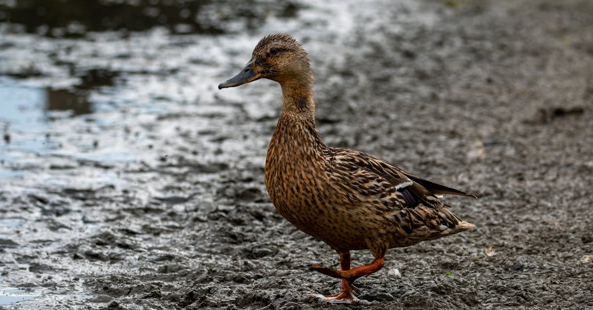a close up of a female mallard duck standing on a muddy riverbank