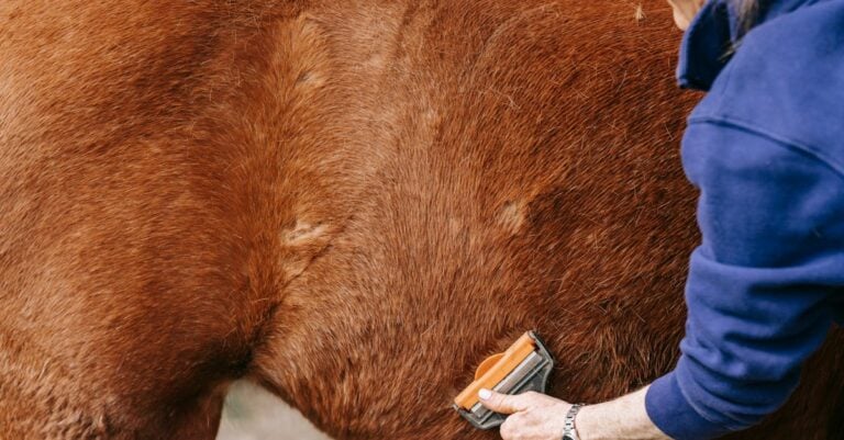 4 Best Tail Brushes for Detangling Horse Tails That Prevent Damage