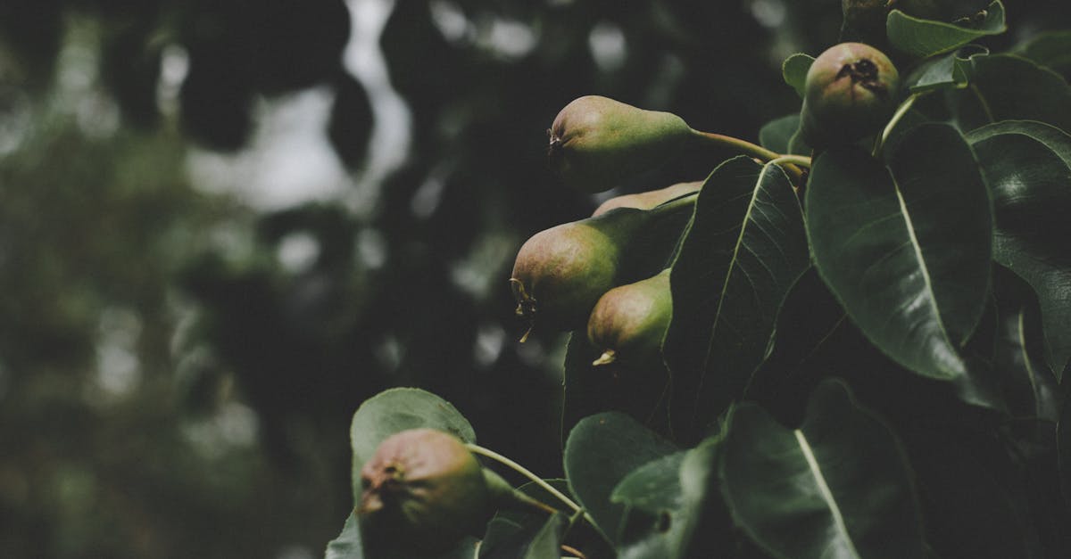 a close up of pears growing on a tree branch with lush green leaves capturing a moody feel
