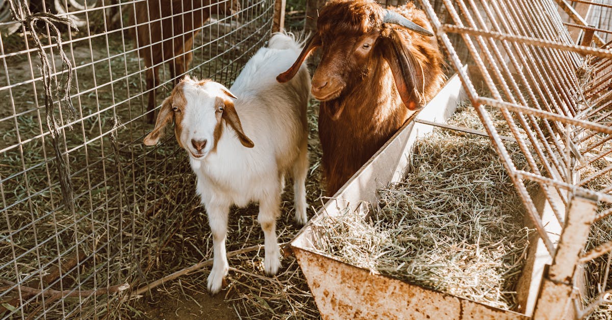 a close up of two goats inside a metal cage on a sunny rural farm