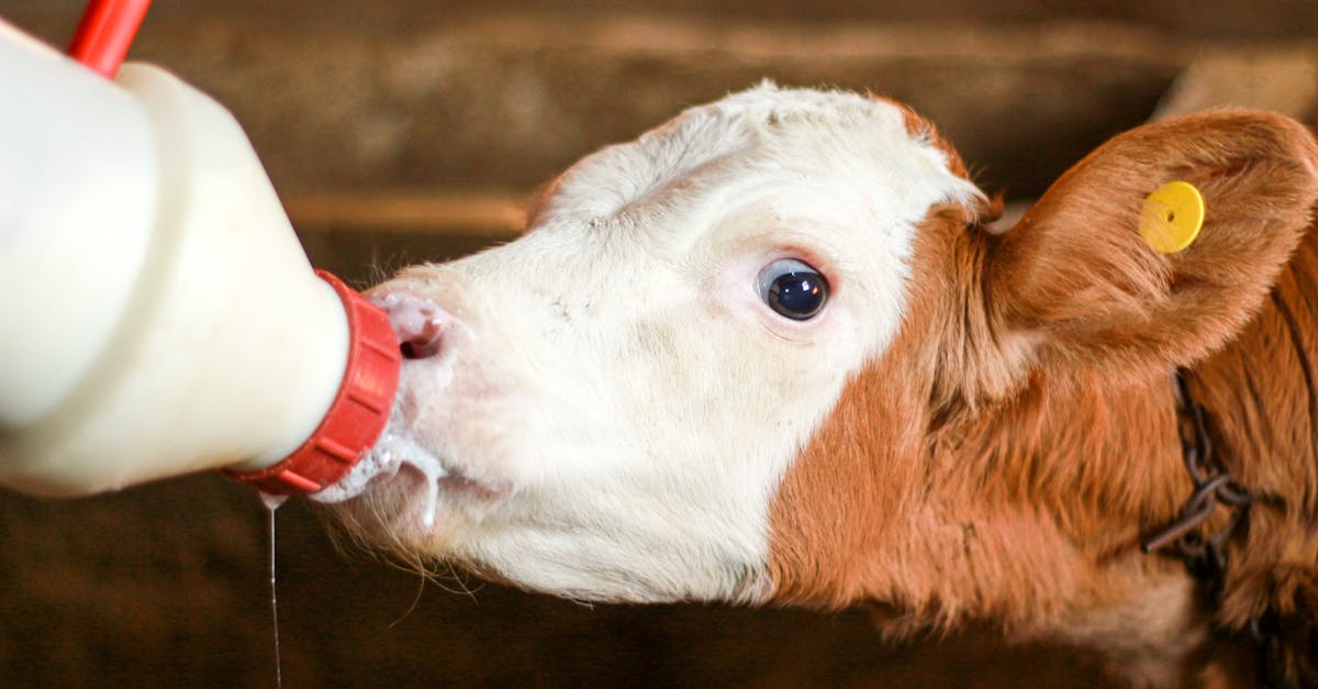 a close up shot of a calf drinking milk from a bottle on a farm in kutahya turkiye