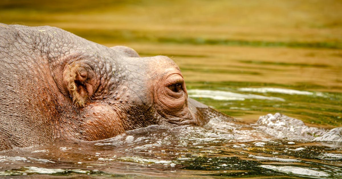 a close up shot of a hippopotamus swimming in natural water surroundings
