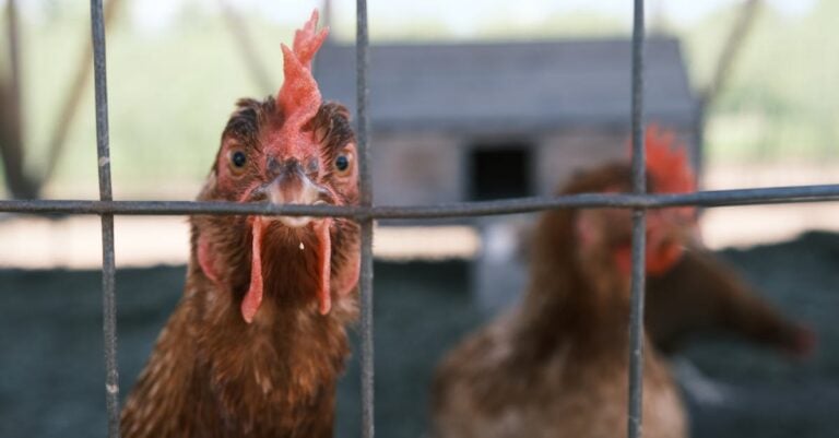 5 Best Solar String Lights for Chicken Coop Safety That Deter Predators