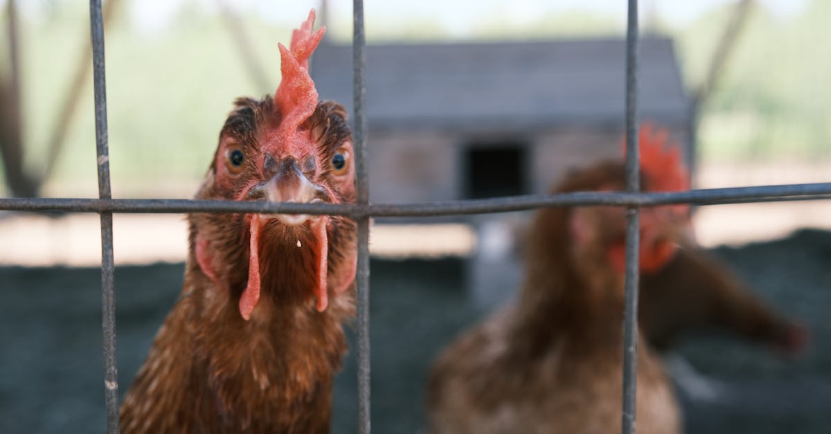 a close up shot of hens behind a cage on a rural farm showcasing their curious nature