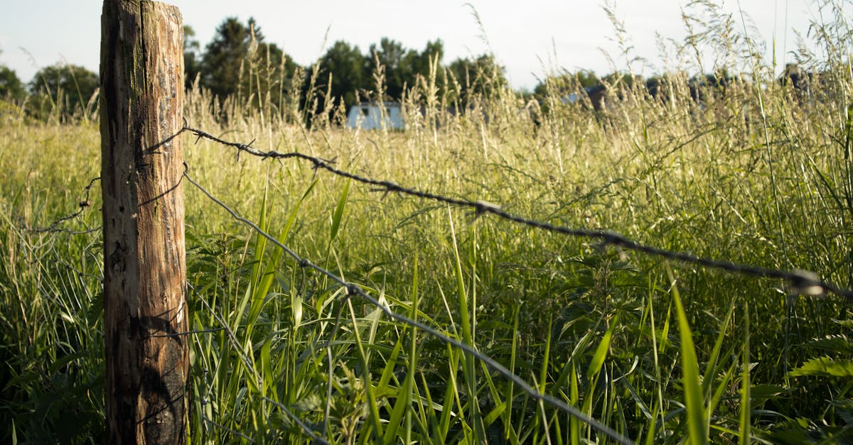 a close up view of a barbed wire fence and wooden pole in a sunlit grassy field