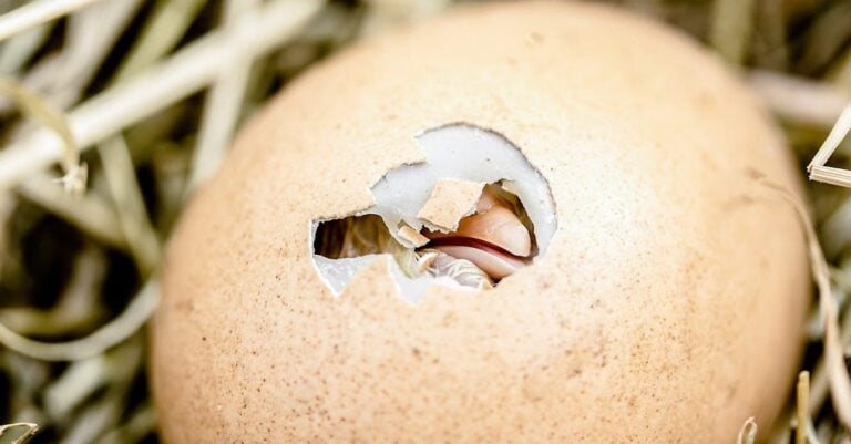 7 Best Incubator Automatic Egg Turners That Prevent Common Issues