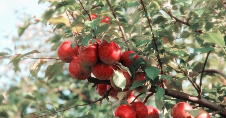 7 Best Fruit Tree Nurseries for Local Varieties That Preserve Heritage