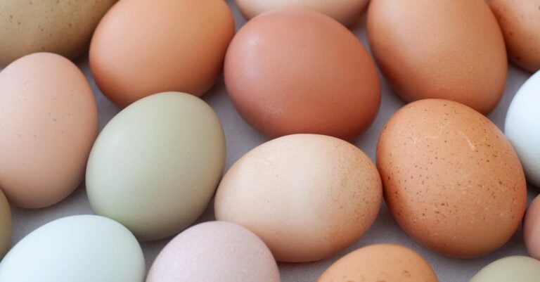 4 Best Egg Racks for Displaying Farm Eggs That Preserve Freshness