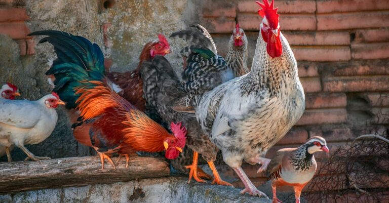 4 Best Lightweight Saddles for Bantam Hens That Prevent Injuries