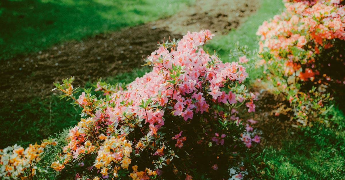 a colorful display of blooming azalea bushes in a lush green garden setting perfect for spring