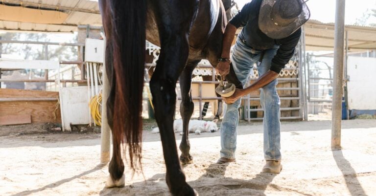 4 Best Horseshoe Hammers for Beginner Farriers That Build Confidence