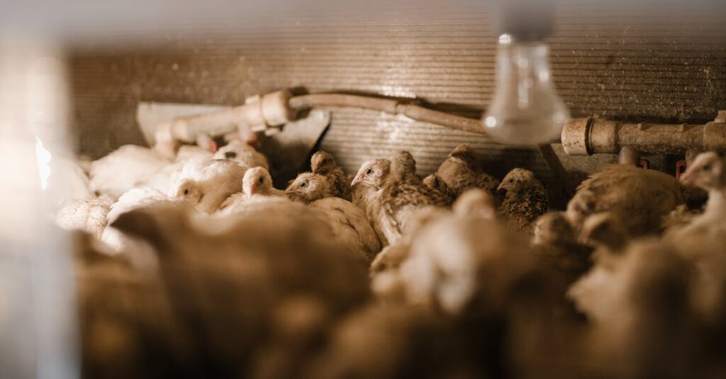 Photo inspiration: Gallery Detail: 6 Best Quail Laying Feed For Egg Production That Boost