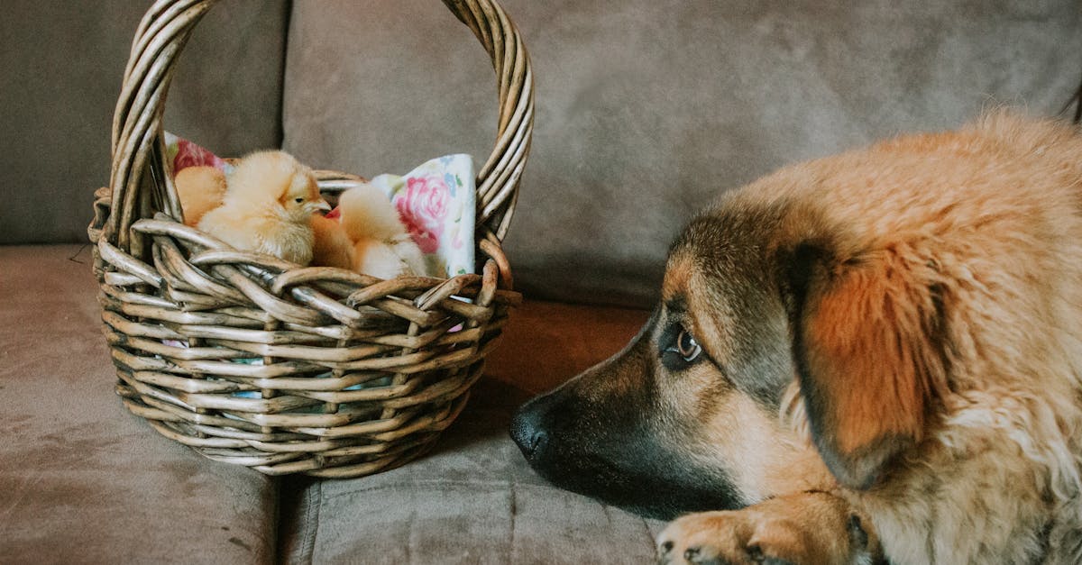 a curious dog observing fluffy yellow chicks nestled in a wicker basket on a sofa 1