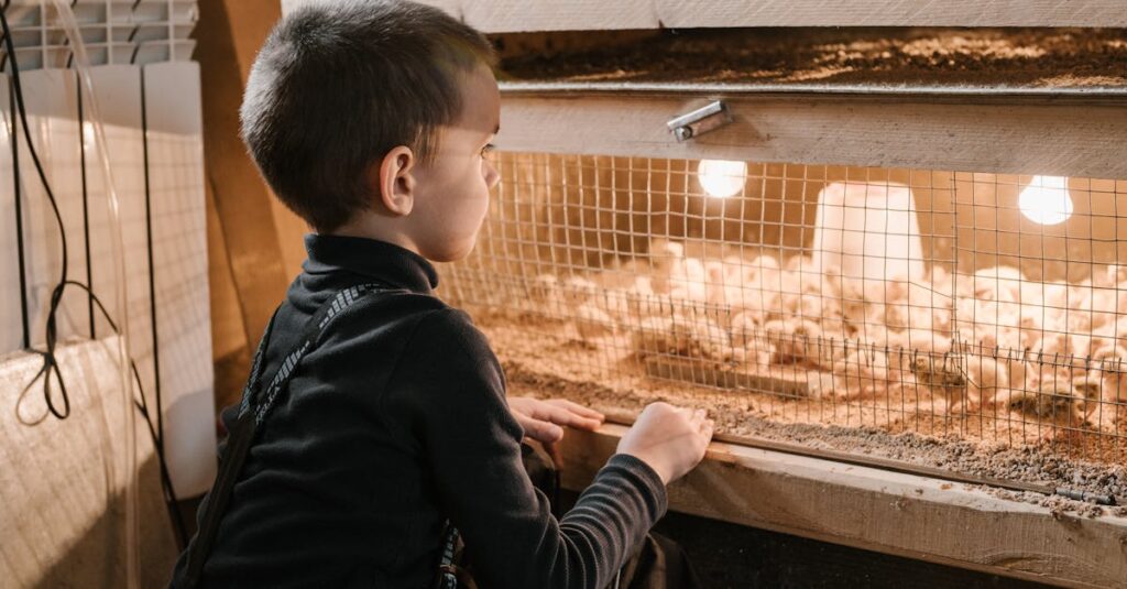 a curious young boy closely examines baby chicks in a warm indoor chicken brooder 2