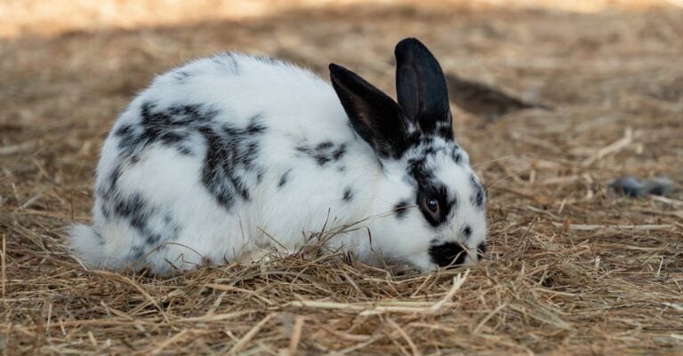 6 Best Dust Free Hay for Rabbits With Respiratory Issues That Prevent Common Problems