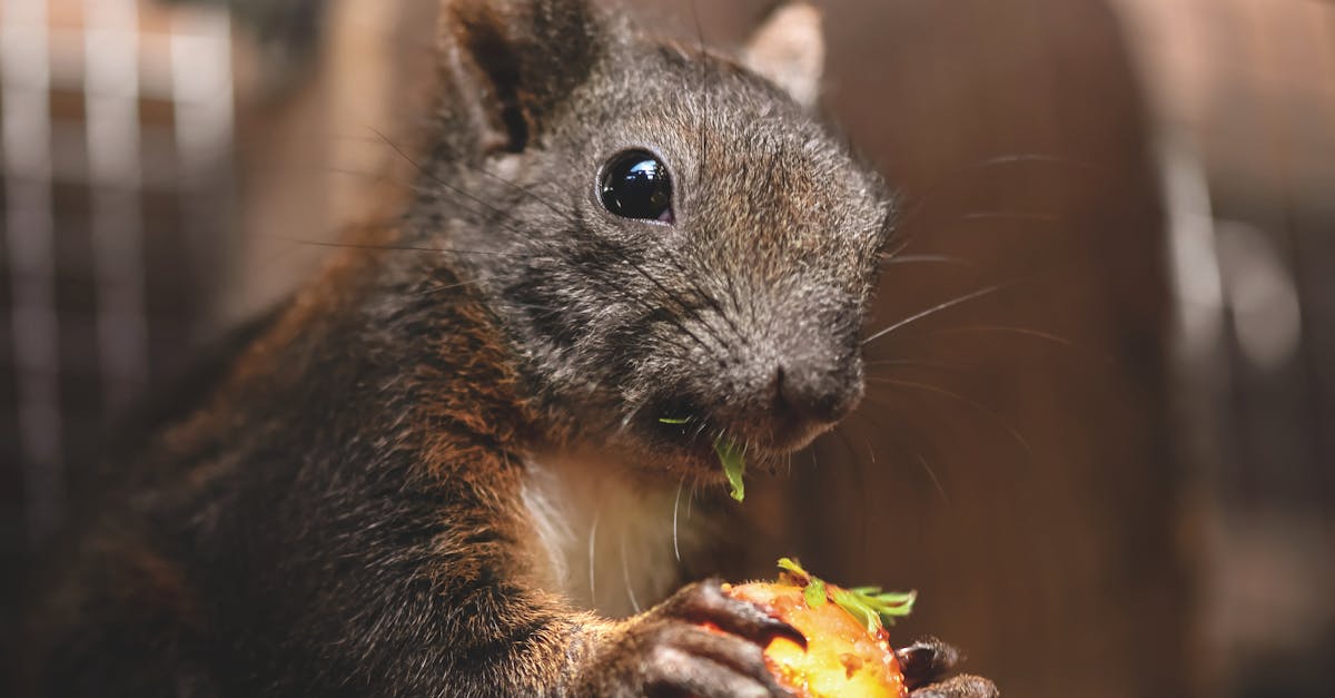 a cute squirrel gnaws on a small fruit showcasing its adorable whiskers and furry coat