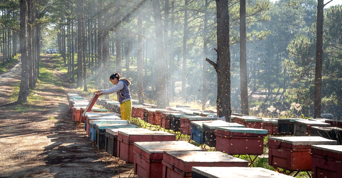 a dedicated beekeeper checks hives in a tranquil forest ensuring healthy bees