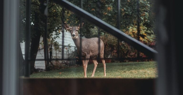 5 Best Garden Fence Extensions for Deer Control That Save Crops