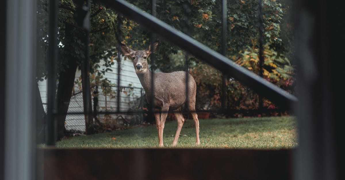 a deer standing in a garden during autumn surrounded by trees and foliage