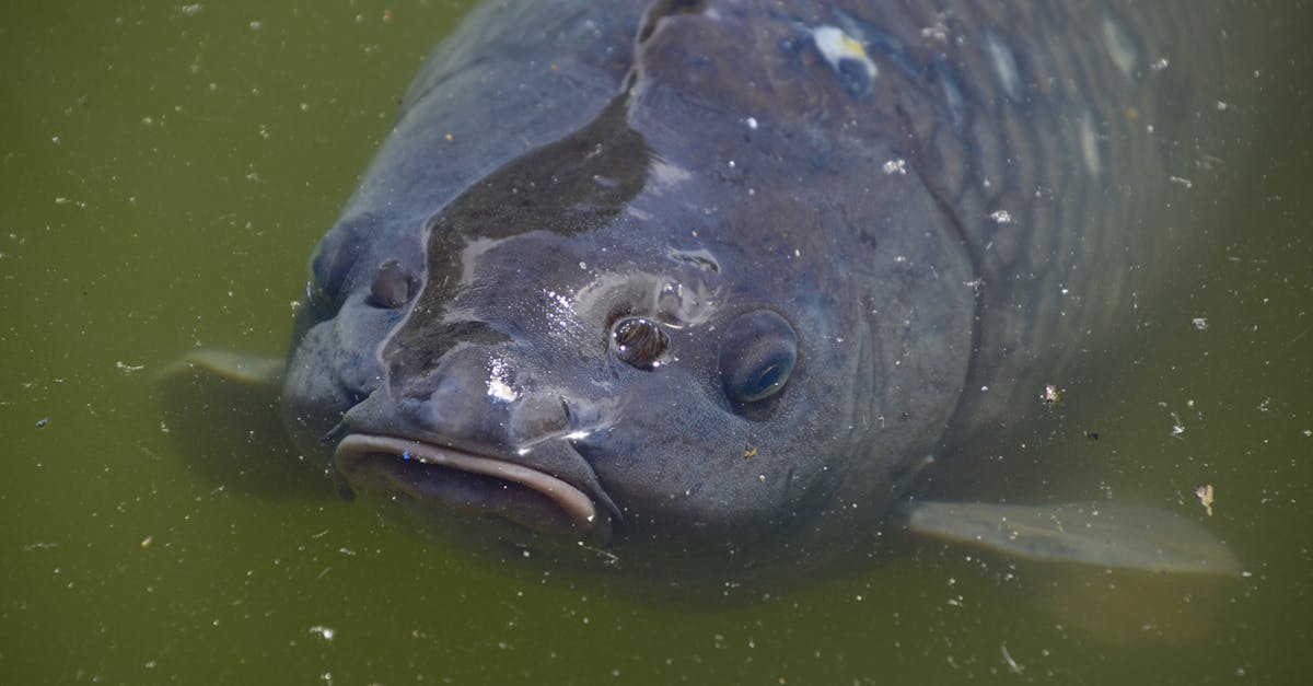 a detailed close up of a carp fish submerged in green pond water