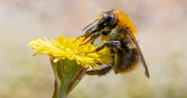 4 Best Pollen Patty Feeders for Spring Bee Buildup That Boost Hive Strength