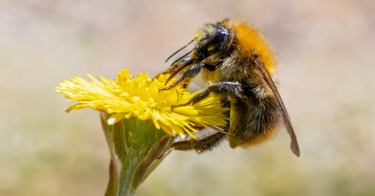 a detailed close up of a common carder bee pollinating a vibrant yellow flower in spring