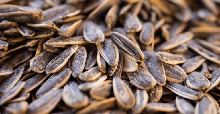 5 Best Livestock Black Oil Sunflower Seeds for Coat Health That Work