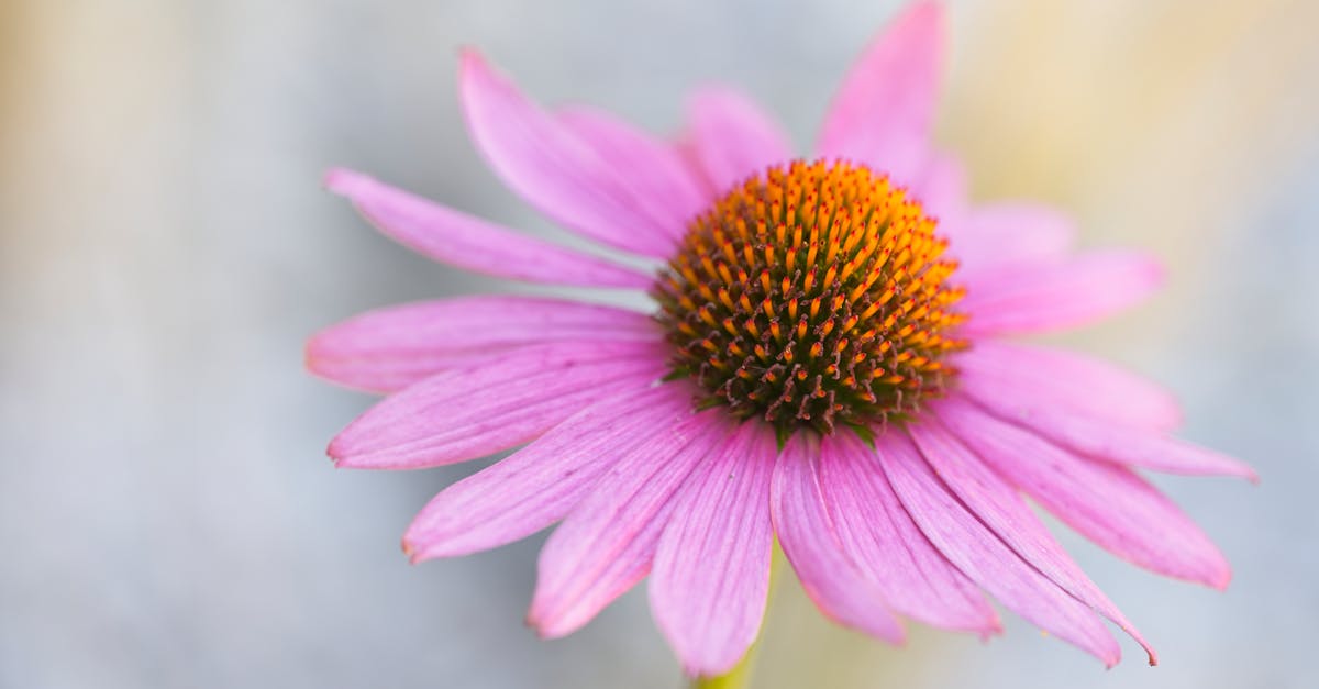 a detailed shot of a pink echinacea flower highlighting its vibrant petals and central cone
