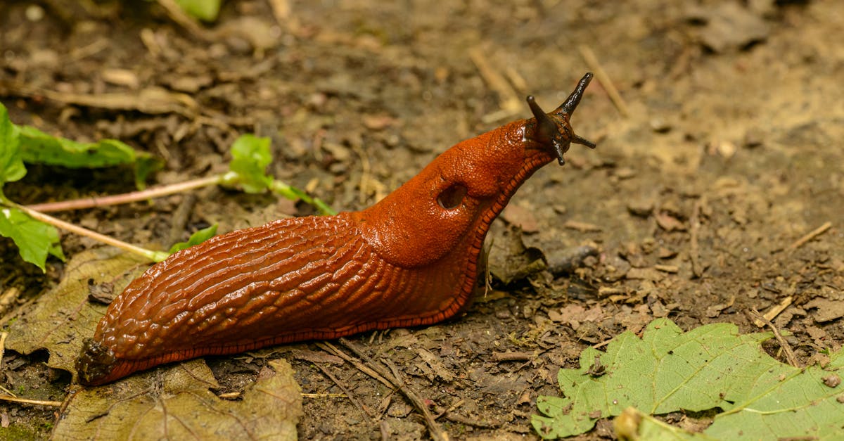 a detailed shot of a red slug crawling in its natural habitat surrounded by leaves