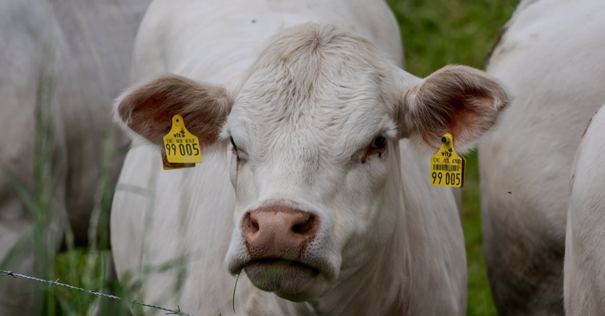 a detailed shot of a white charolais cow in a grassy pasture tagged for identification