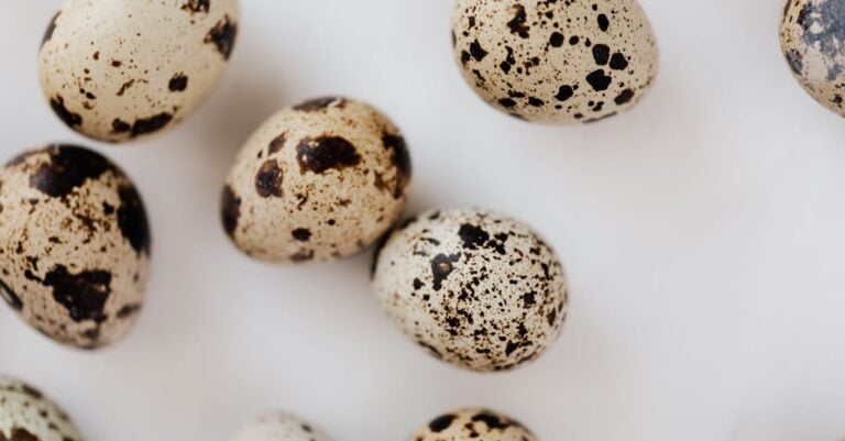 4 Best Quail Cages for Easy Egg Collection That Save Daily Time