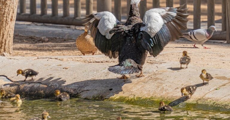 5 Best Duck Mite Treatments for Backyard Flocks Without Chemicals