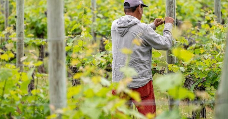 5 Best Trellis Wire for Grape Vines That Last Decades