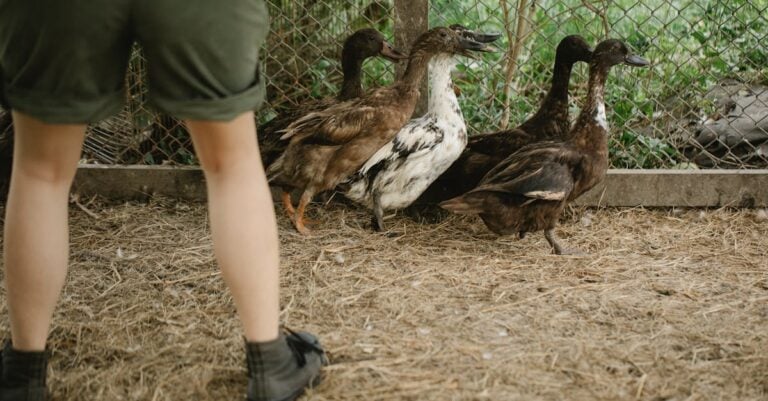 5 Best Skunk Repellent for Poultry Yards That Actually Work