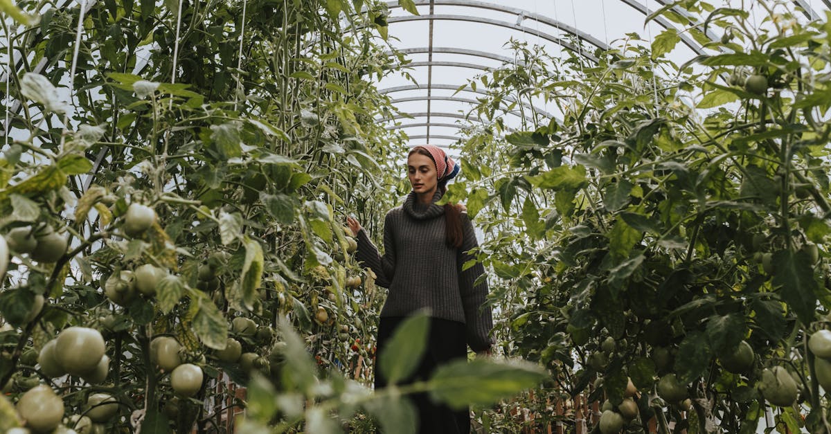 a female gardener inspects ripening tomatoes in a greenhouse 5