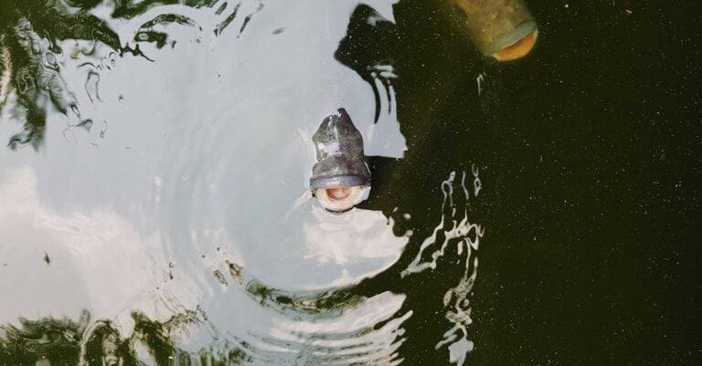 4 Best Pond Fish Food for Low Oxygen Ponds That Prevent Fish Loss