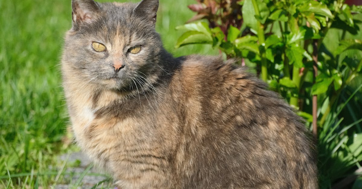 a fluffy cat basking in the sun in a lush green garden showcasing its beauty and tranquility