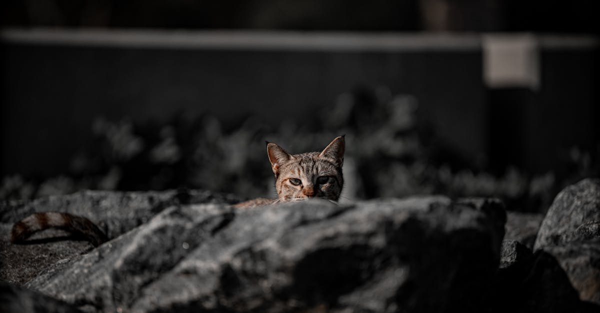 a focused portrait of a cat peeking over rocks with a dramatic background in kuwait city 8