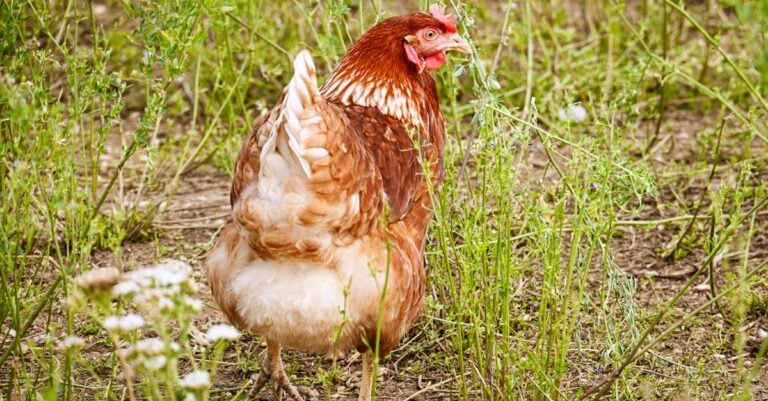 6 Best Chicken Predator Deterrents for Rural Farms That Work
