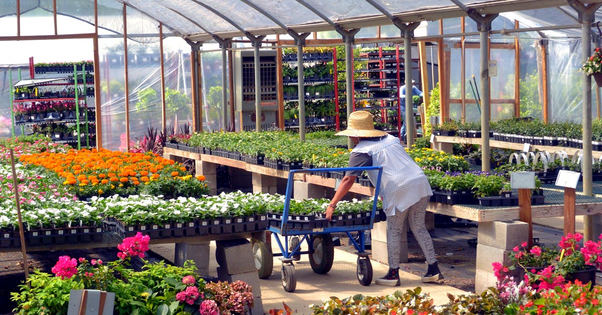 a gardener works among vibrant flowers in a bullard texas greenhouse showcasing spring blooms