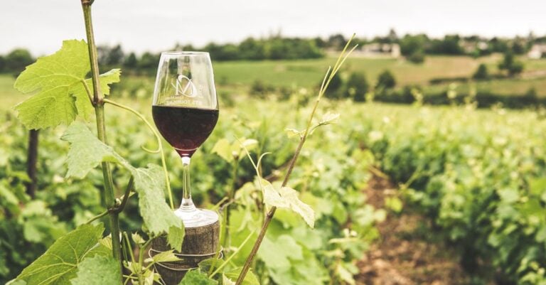 4 Best Grape Vines for Beginner Wine Makers That Guarantee Success