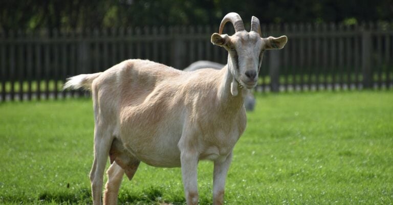 6 Best Portable Goat Milking Stands With Headgates for Small Farms