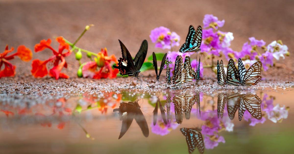 a group of butterflies reflects over a colorful pond surrounded by vibrant blooming flowers creatin