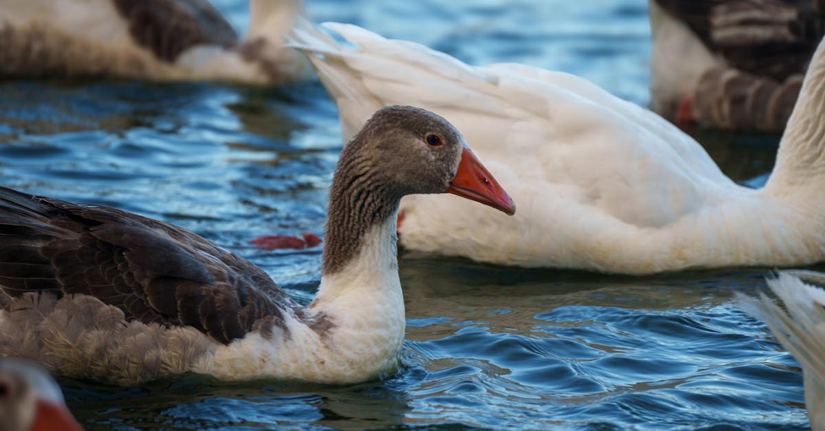 a group of ducks gracefully swimming on a tranquil lake showcasing their vibrant plumage