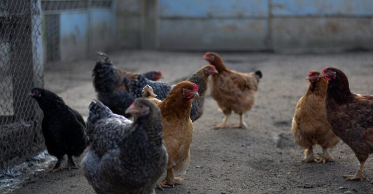 7 Best Crushed Gravel for Chicken Coop Drainage That Prevent Mud
